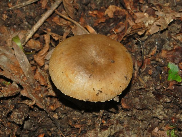 Ancora un fungo sconosciuto (cfr. Russula praetervisa)